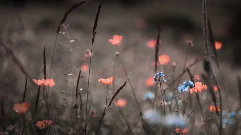Yellow flowers in a forest at sunset. Video stock 219962269