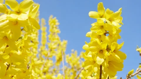 Yellow flowers of Forsythia over a blue sky, sunny day Stock Footage