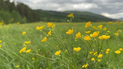 Yellow flowers in front of camera, sky and mountain valley on background. 動画素材 221643883