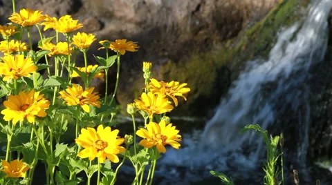 Yellow Flowers in front of Waterfall Stock Footage 46834159