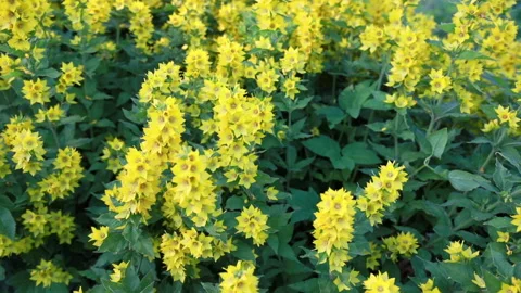 Yellow flowers in the garden. Stock Footage 151349865