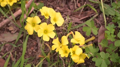 Yellow Flowers in the garden Stock Footage 172999344