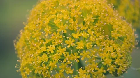 Yellow Flowers in the garden Stock Footage 173000424