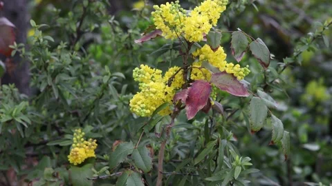 Yellow flowers in the garden Video stock 178561003