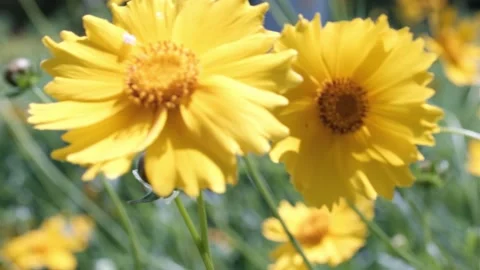 Yellow flowers in the garden Stock Footage 241550771
