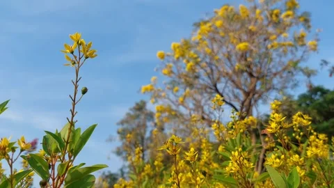 Yellow flowers garden Stock Footage 288183646