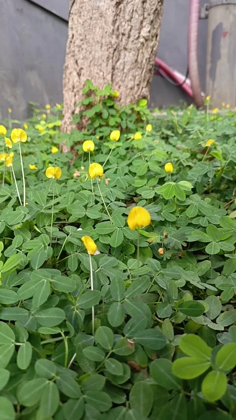 Yellow flowers in the garden Stock Footage 300184717