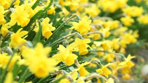 Yellow flowers in the garden Stock Footage 310919862