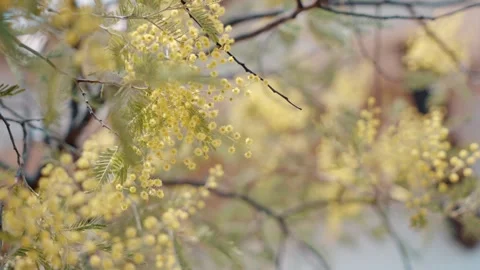 Yellow Flowers Gently Swaying in the Spring Breeze – Macro Nature Shot Stock Footage 307375201