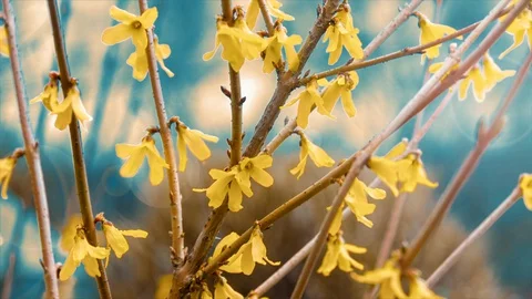 Yellow flowers with glow Stock Footage 128906559