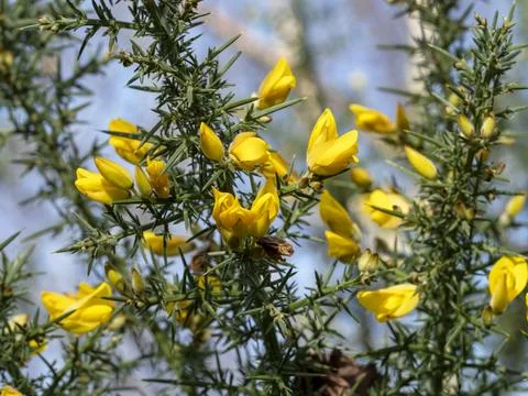 Yellow flowers on a gorse bush branches Stock Photos