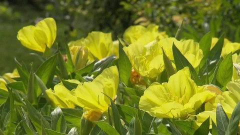Yellow flowers in the grass Stock Footage 73698507