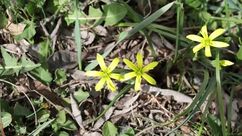Yellow flowers in the grass Stock Footage 174649039