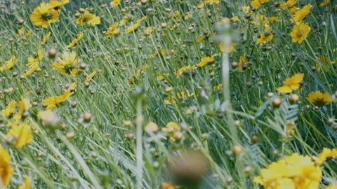Yellow flowers in the grass Stock Footage 241550774
