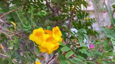 Yellow flowers in the grass Stock Footage 273109765