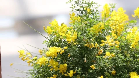 Yellow flowers in the grass Stock-Footage 310080011