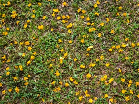 Yellow flowers on grass pattern Stock Photos