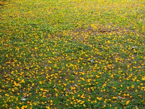 Yellow flowers on grass pattern Stock Photos