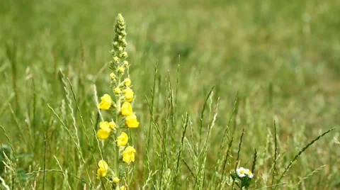 Yellow flowers of Great Mullein Stock-Footage 34992633