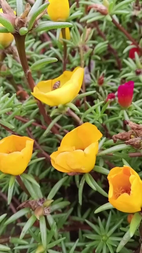 Yellow flowers on a green background Stock Footage 313787409