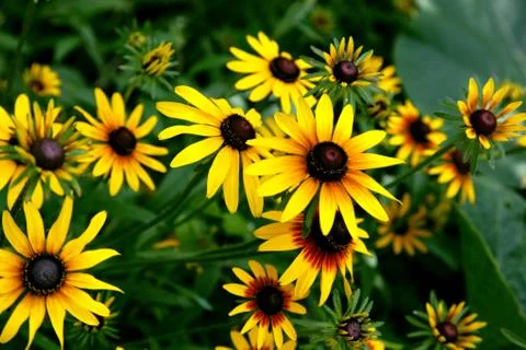 Yellow flowers on a green background. Stock Photos