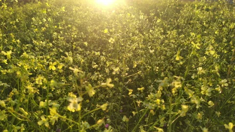 Yellow flowers on the green field in spring. Garden full of canola blossoms in Stock Footage 233003265