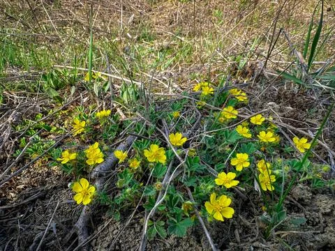 Yellow flowers on the ground Photos
