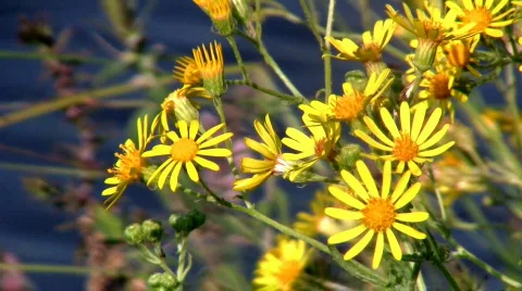 Yellow flowers HD 動画素材 497152