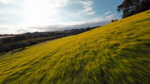 Yellow flowers on the hill Stock Footage 265894212