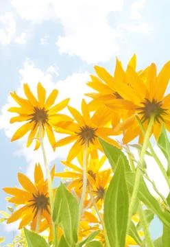 Yellow flowers Stock Illustration