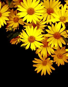 Yellow flowers Stock Illustration