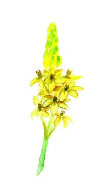 Yellow flowers Stock Illustration