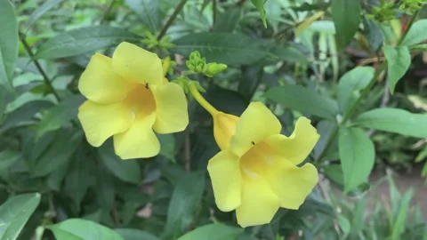 Yellow flowers with insects Stock Footage 134901520
