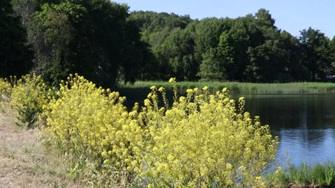 Yellow flowers by a lake. Stock Footage 245089797