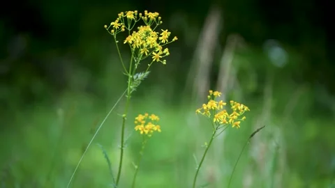 Yellow flowers in late Spring Stock Footage 309066461
