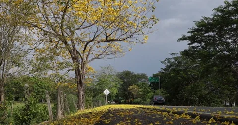 Yellow flowers leaves falling down a big tree on the side of the road 스톡 동영상 102628727