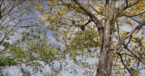 Yellow flowers leaves falling down a tree 스톡 동영상 102628729