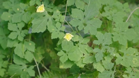 Yellow flowers from a Lush patch of Green Plants Stock Footage 114251698