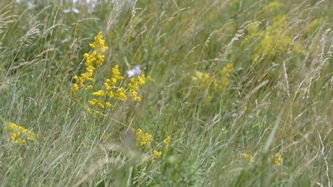 Yellow Flowers in the Meadow Video stock 104013366