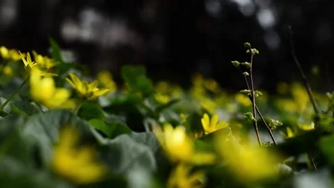 Yellow flowers in a meadow Stock Footage 151928347