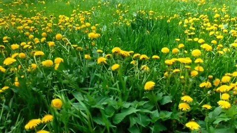 Yellow Flowers Meadow Stock Footage 243426698