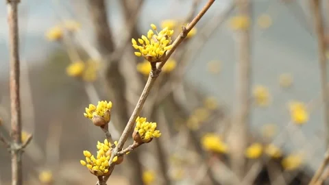 Yellow flowers in the mountain Stock Footage 306033975