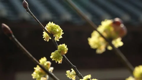 Yellow flowers in the mountain Video stock 306033984