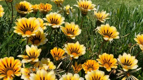 Yellow flowers moved by the spring wind Stock Footage 128464305