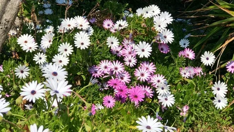 Yellow flowers moved by the spring wind copia Stock Footage 128933434