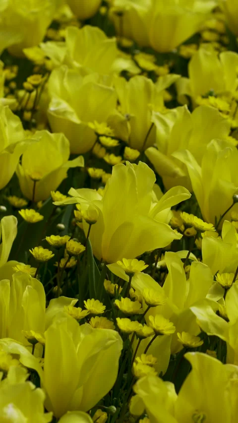 Yellow flowers moving with flow of the wind on a garden. Stock Footage 289108340