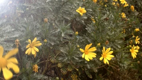 Yellow flowers moving by the force of the wind. Stock Footage 123076693
