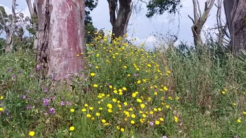 Yellow flowers moving with the wind 스톡 동영상 243038112