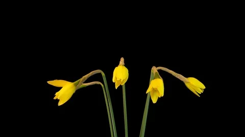Yellow Flowers of Narcissus blossom Stock Footage