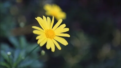 Yellow flowers in nature Stock Footage 77734216